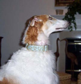 Lauren Dog Collar with Aqua Background