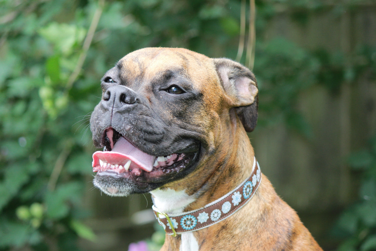 Carnaby Brown and Blue Dog Collar