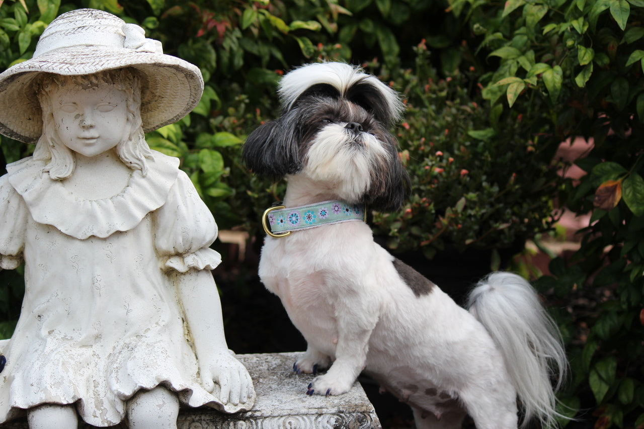 Carnaby Brown and Blue Dog Collar