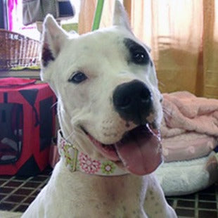 Carnaby Hot Pink, White and Lime Green Dog Collar