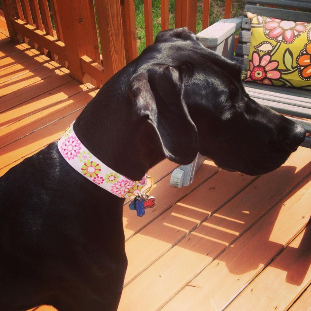 Carnaby Hot Pink, White and Lime Green Dog Collar