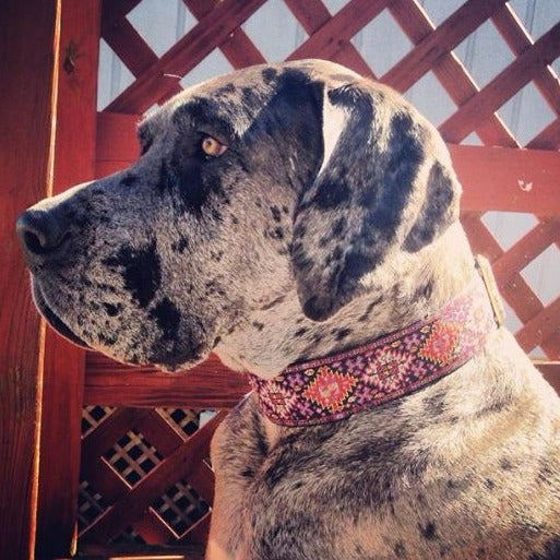 Bukhara Navy 2 inch Masterpiece Dog Collar