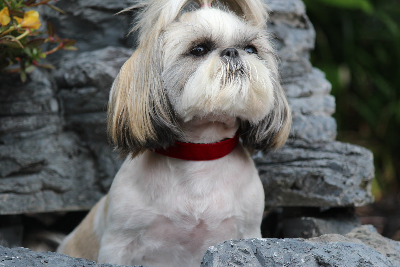 Garnet Velvet Dog Collar