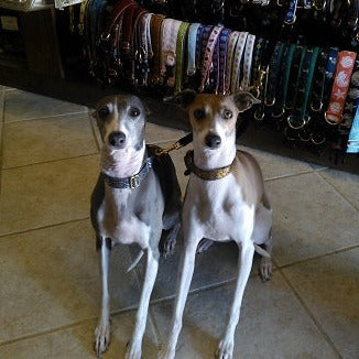 Dali Blue 3/4" Dog Collar