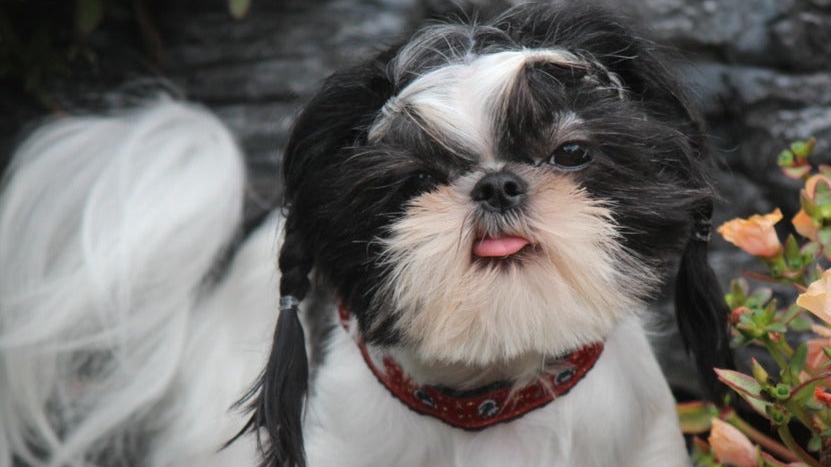 5/8" Disco Santa Dog Collar