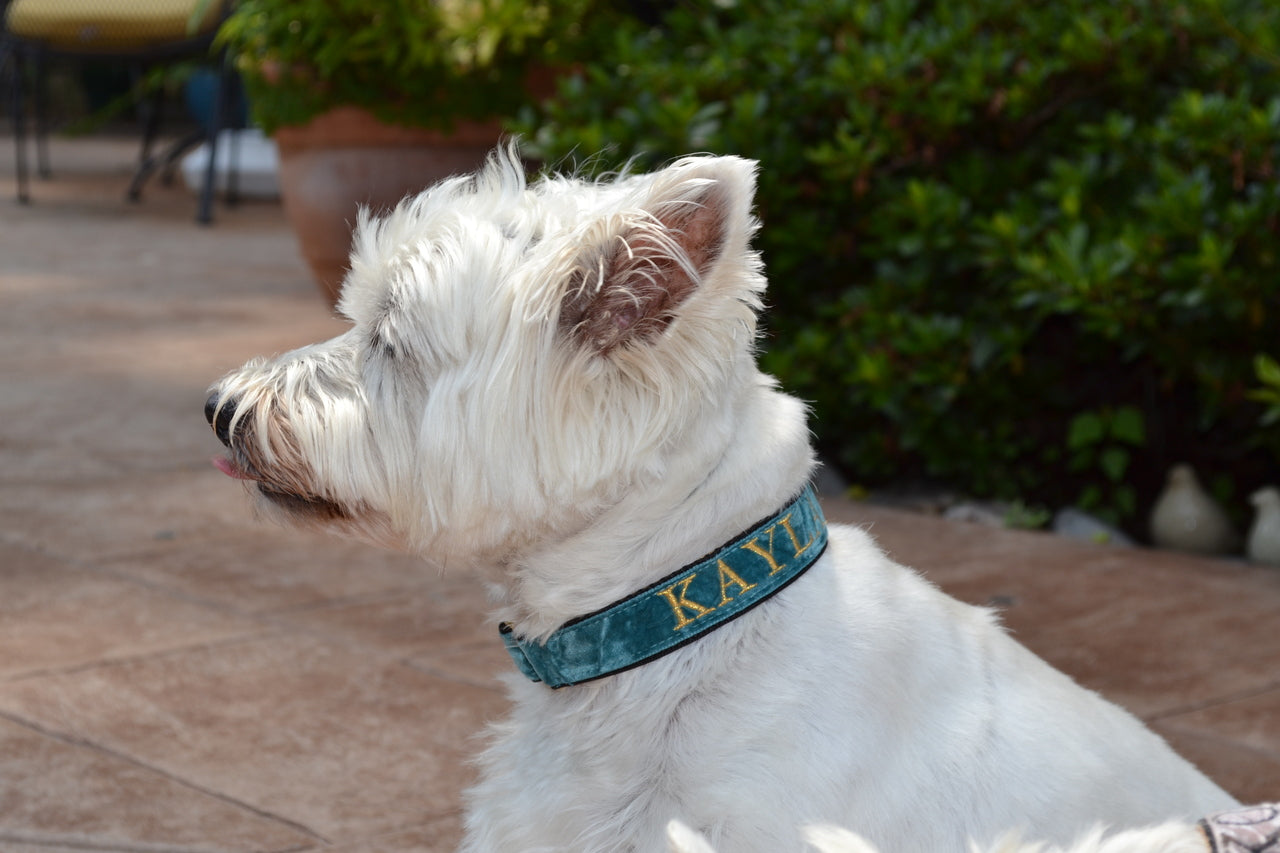 Teal Crushed Velvet Dog Collar