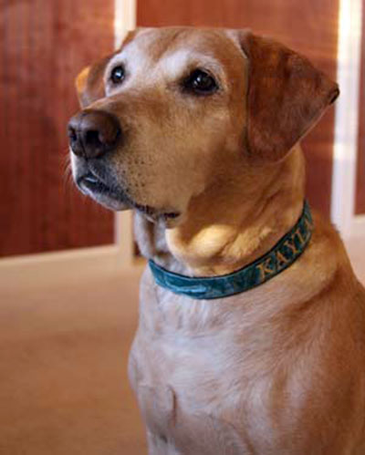 Teal Crushed Velvet Dog Collar