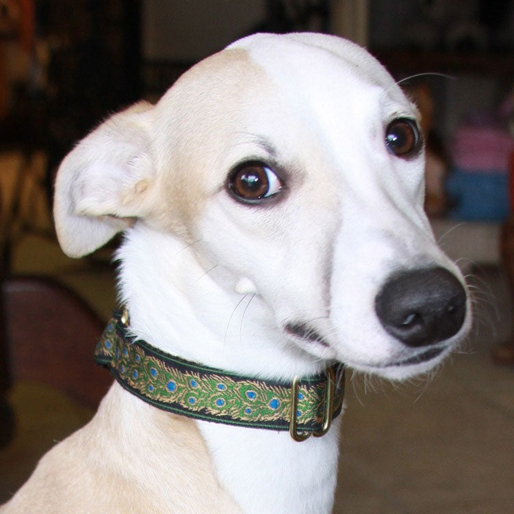 Peacock Black Dog Collar