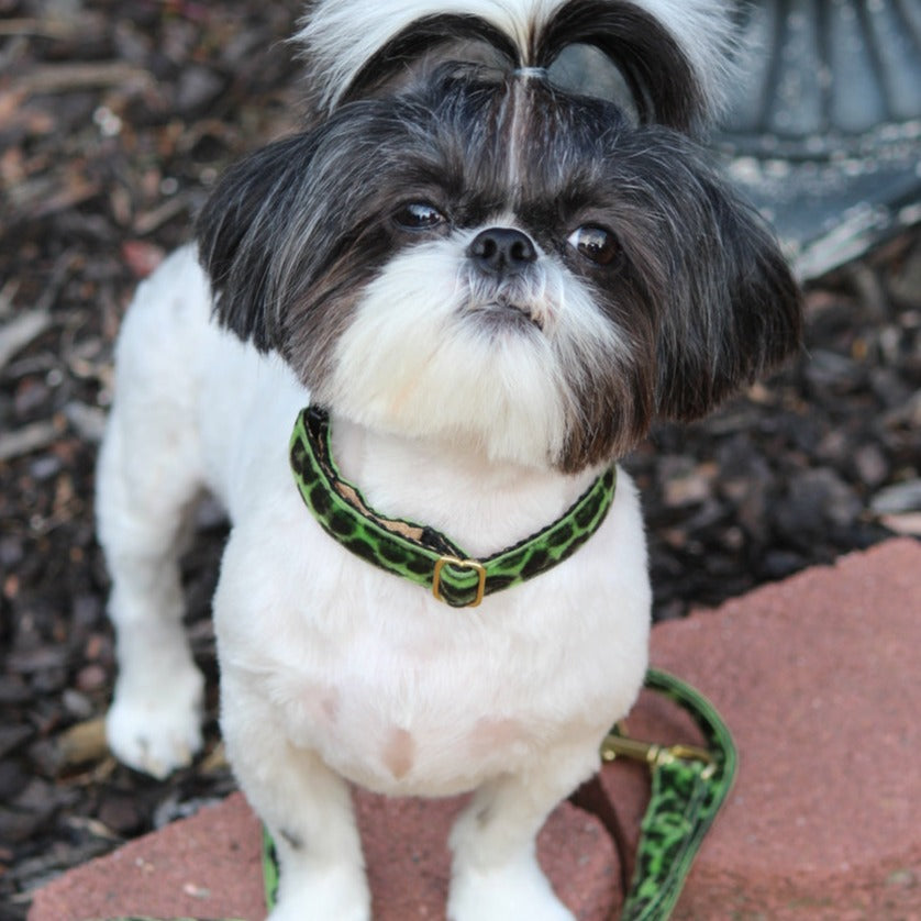 Cheetah Lime Green Dog Collar