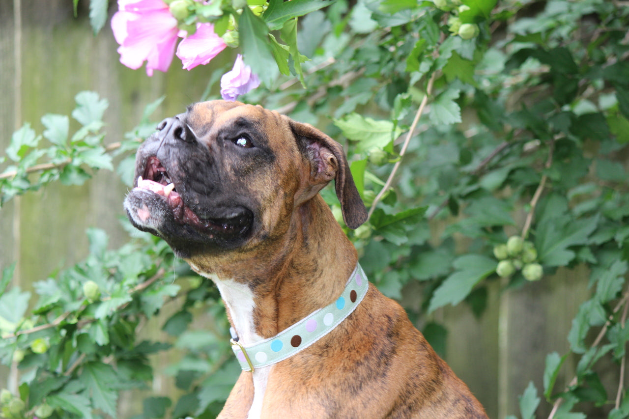 Hippodrome Aque and Blue Dog Collar