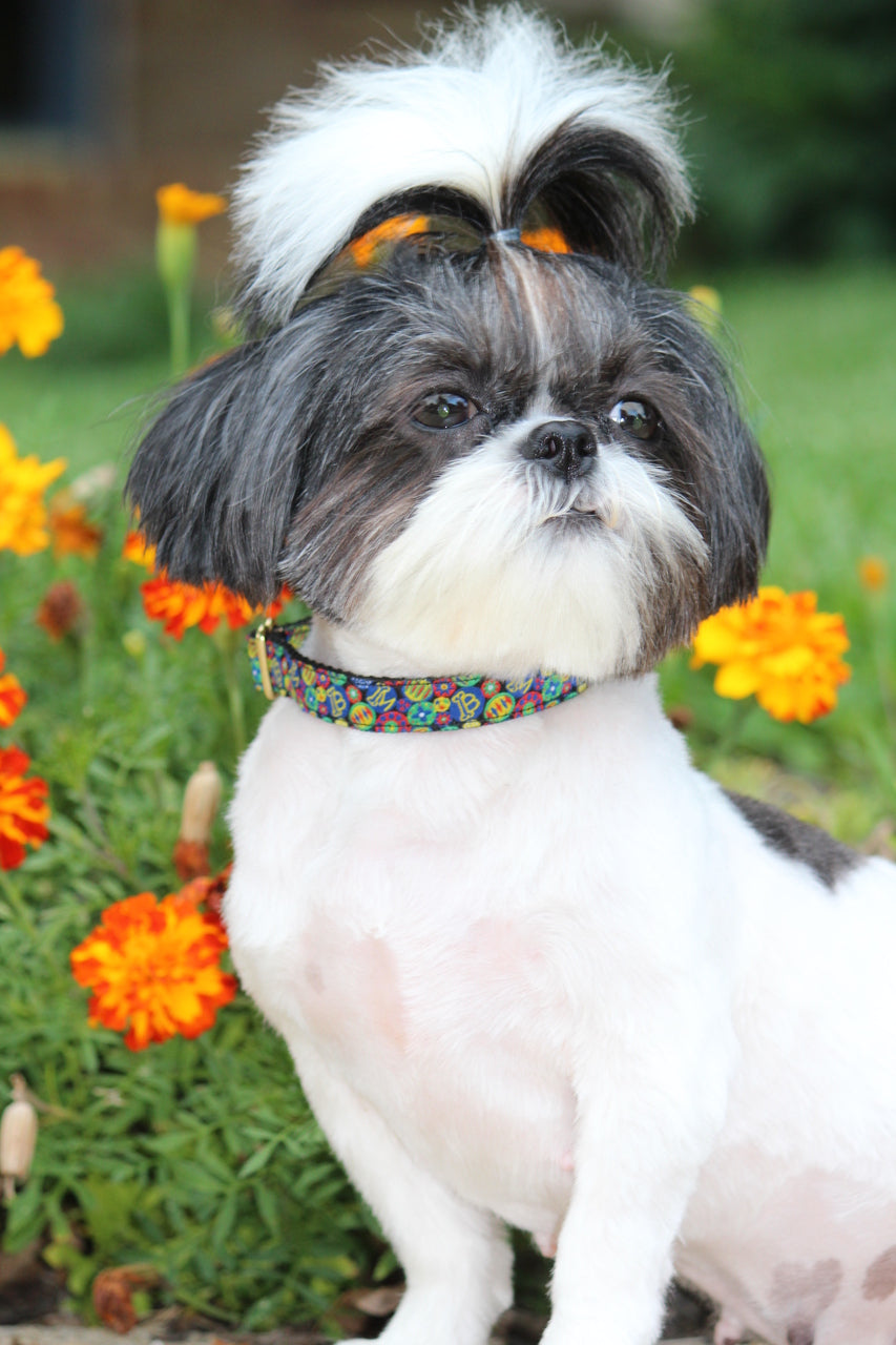 La Fabulous Black Collar