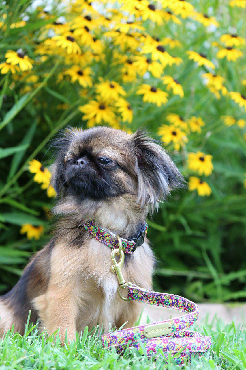 La Fabulous Pink Dog Collar