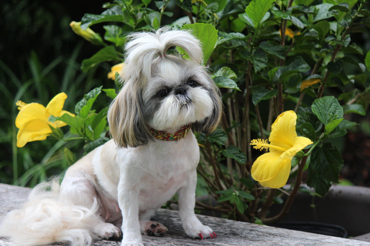La Fabulous Terra Cotta Dog Collar