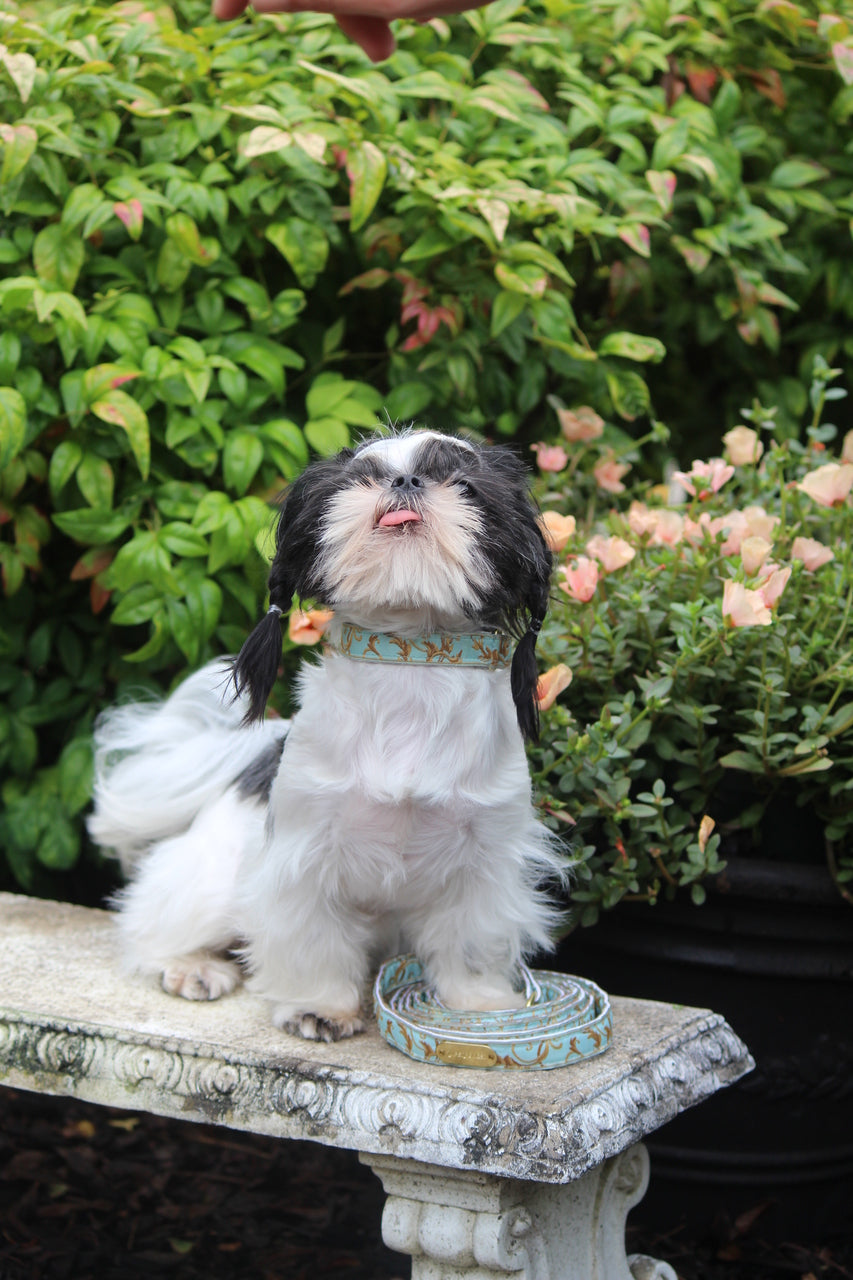 Lauren Dog Collar with Aqua Background