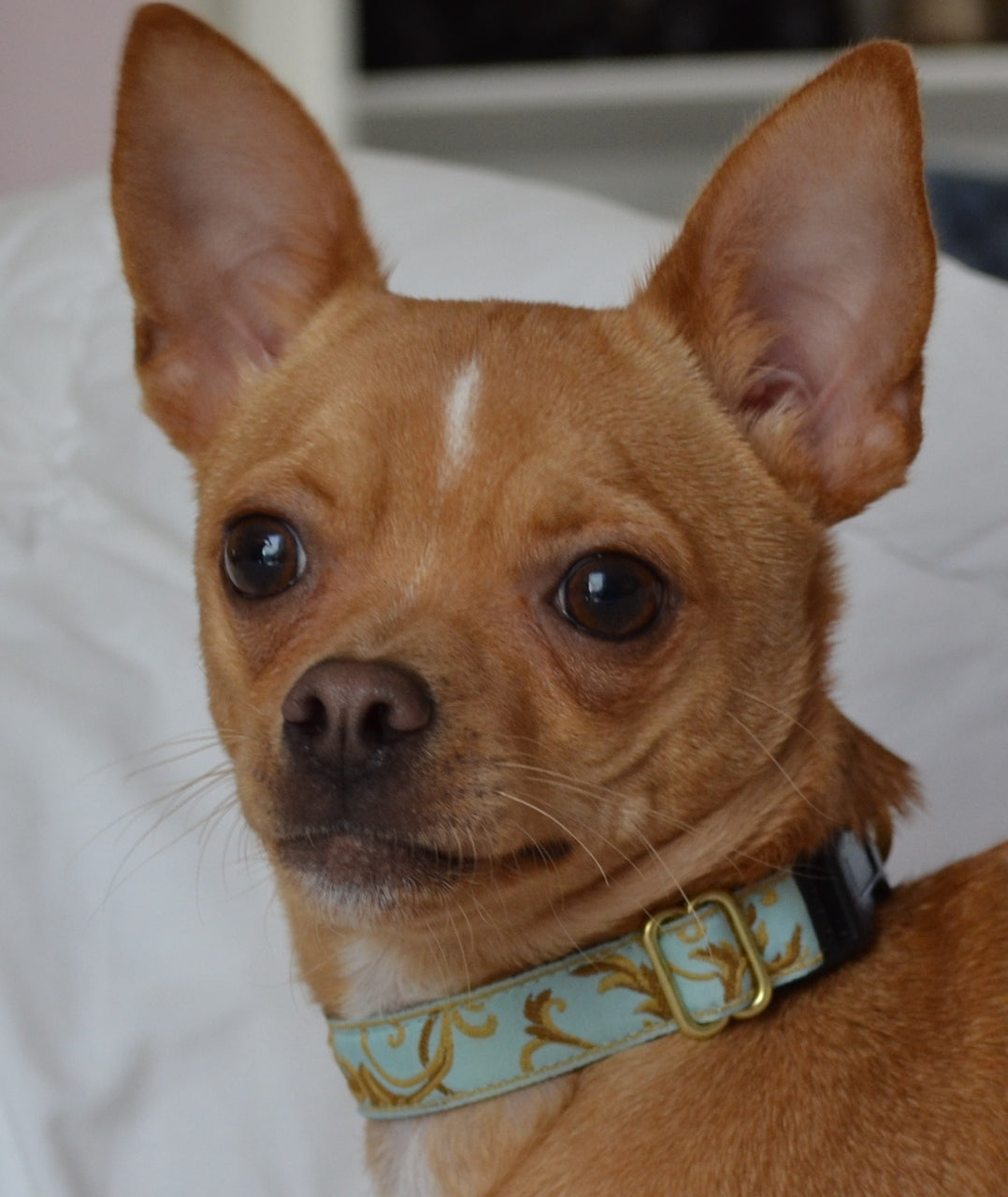 Lauren Dog Collar with Aqua Background