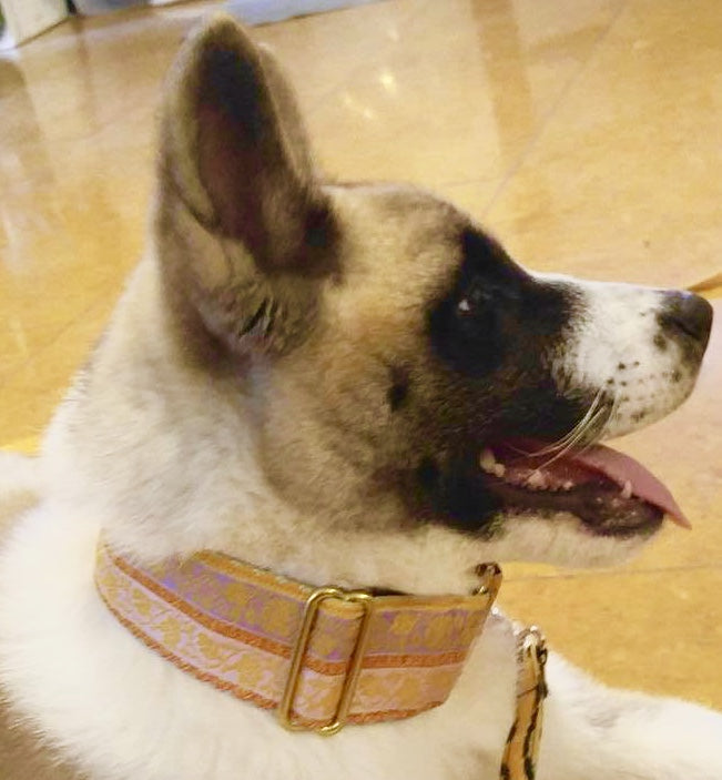 Pastel Pashmina 2 Inch Masterpiece Dog Collar