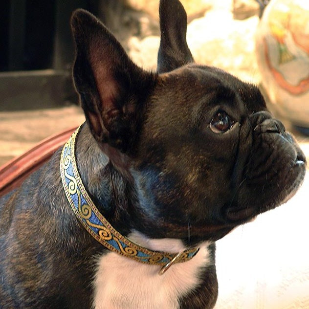 Dali Blue 3/4" Dog Collar