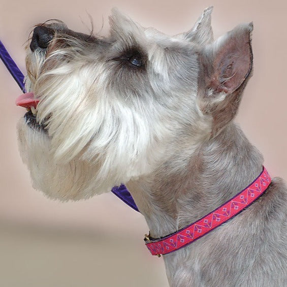 Hearts Hex Pink 5/8' Dog Collar