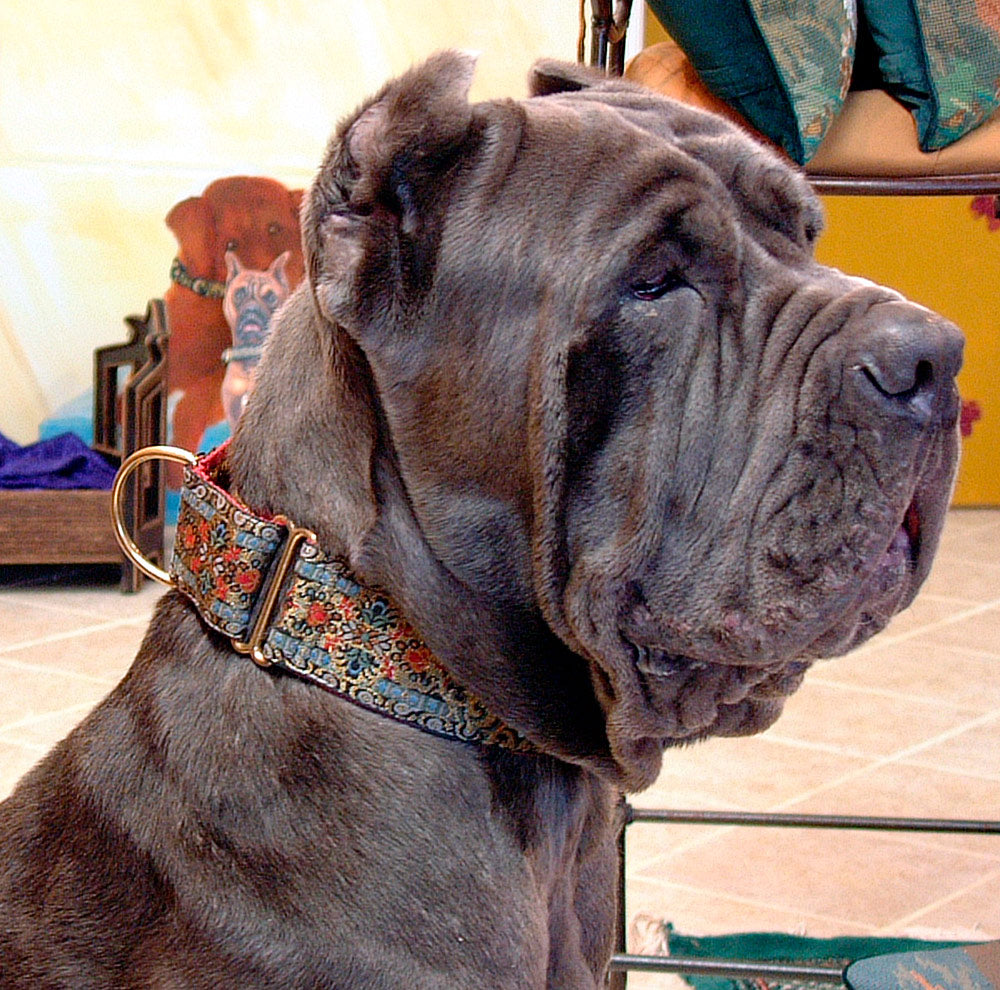 Emperor 2 Inch Masterpiece Dog Collar