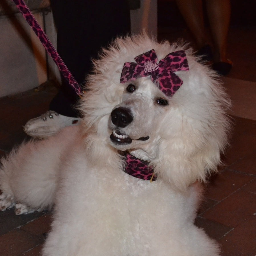 Cheetah Hot Pink Dog Collar