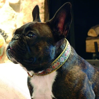Charlemagne 1" Dog Collar