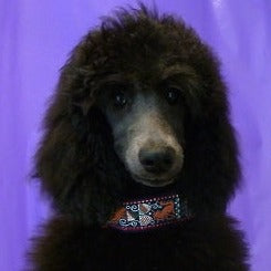 Camelot Garnet Masterpiece 1.5 Inch Dog Collar