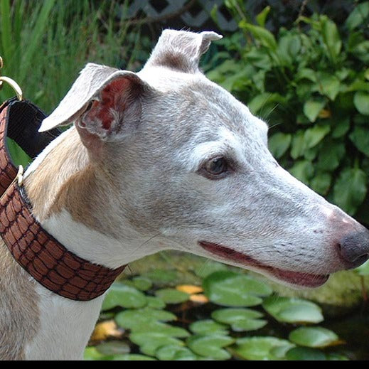 Croc Brown 1.5" Dog Collar