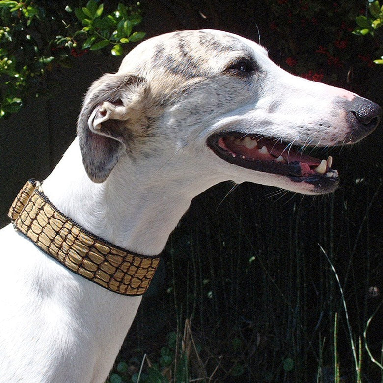 Croc Camel Dog Collar