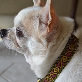 Dali Rose and Gold 3/4" Dog Collar