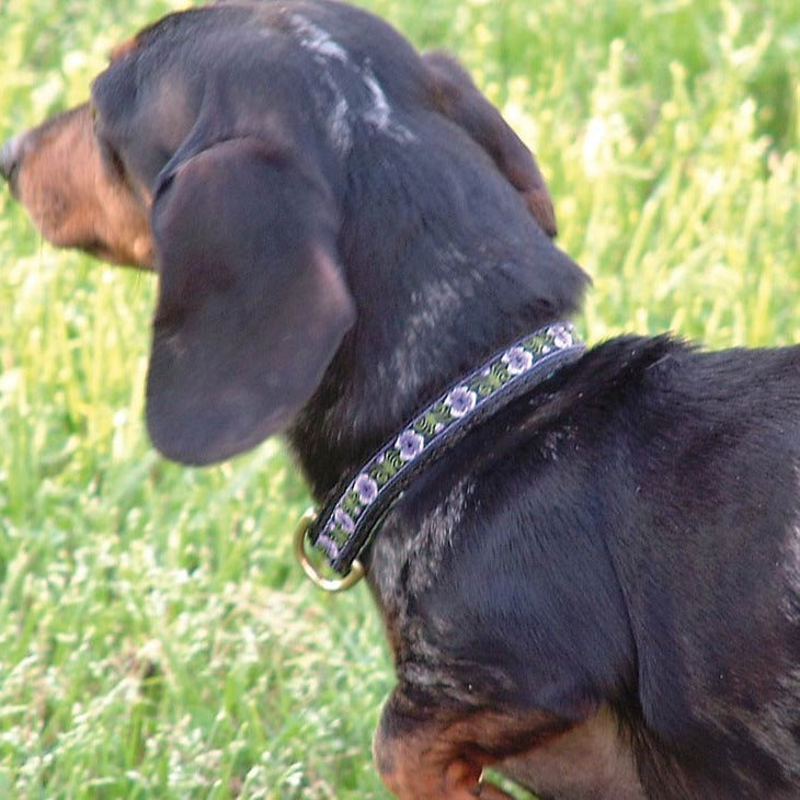 Pansies Purple Dog Collar