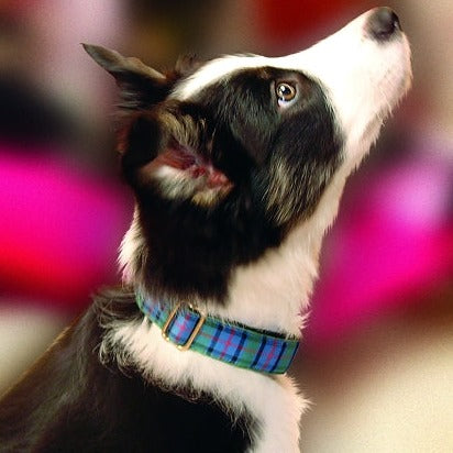 Flower of Scotland Dog Collar