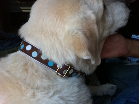 Hippodrome Brown and Blue Dog Collar