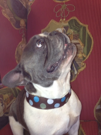 Hippodrome Brown and Blue Dog Collar