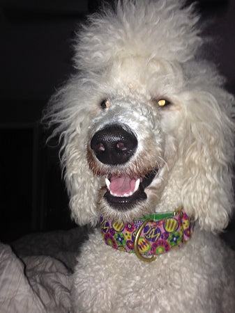 La Fabulous Pink Dog Collar