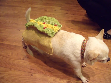 La Fabulous Terra Cotta Dog Collar