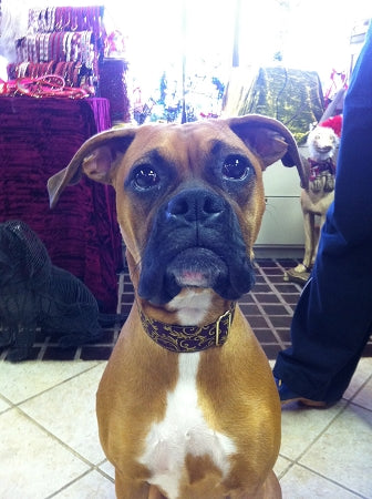 Lauren Collar Brown and Burgundy Dog Collar