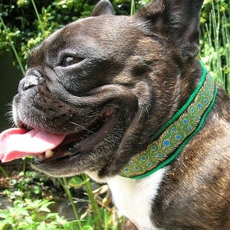 Peacock Black Dog Collar