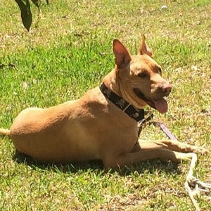 Pirate 1.5" Dog Collar
