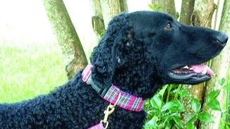 Royal Stewart Dog Collar