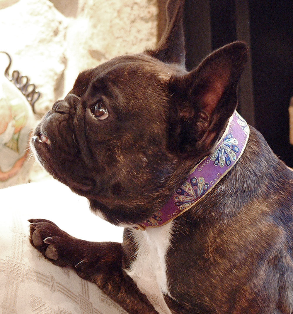 Oriental Fans Parma 1 inch Collar