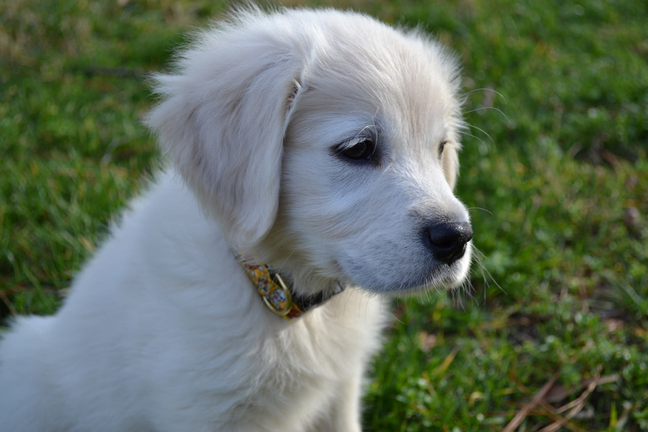 Skully Yellow Dog Collar