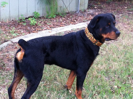 Dragon Fire 2 inch Masterpiece Collar