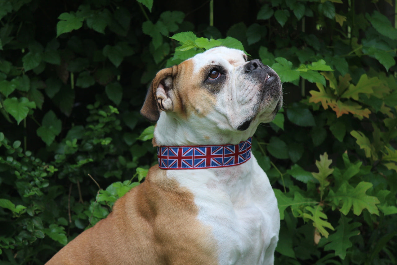 Union Jack Collar