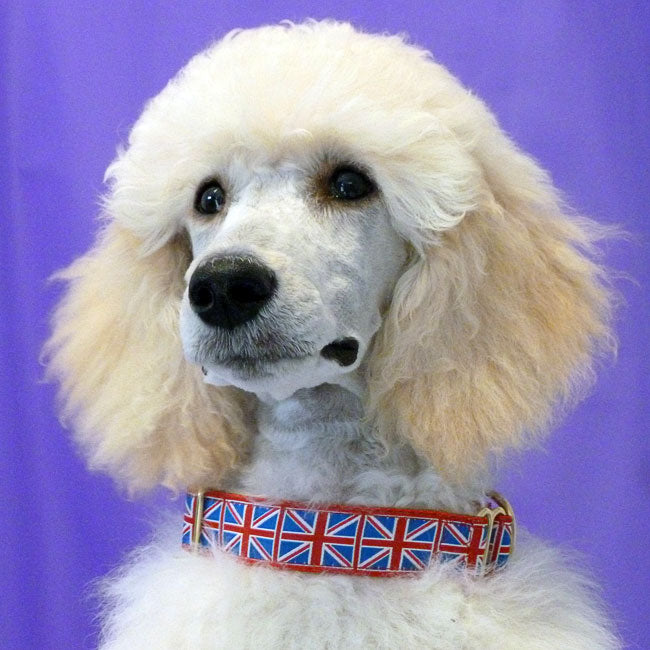 Union Jack Collar