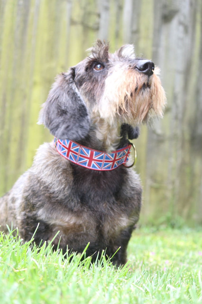 Union Jack Collar