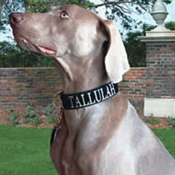 Black Velvet Dog Collar