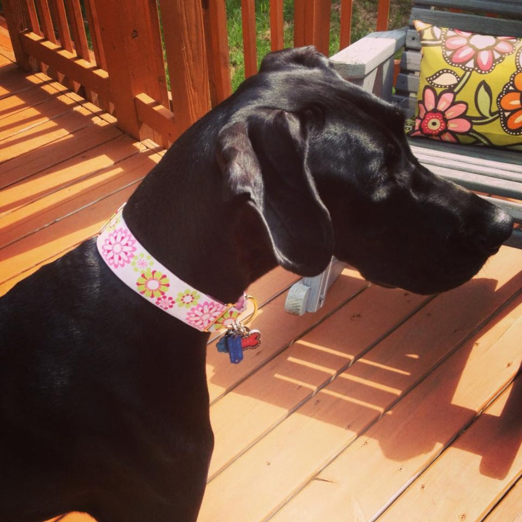 Pink St Louis Cardinals RARE Handmade Dog Collar - Limited # Left