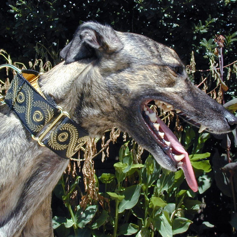 Caesar Gold on Black 2 Inch Masterpiece Dog Collar
