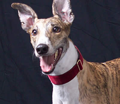 Garnet Velvet Dog Collar