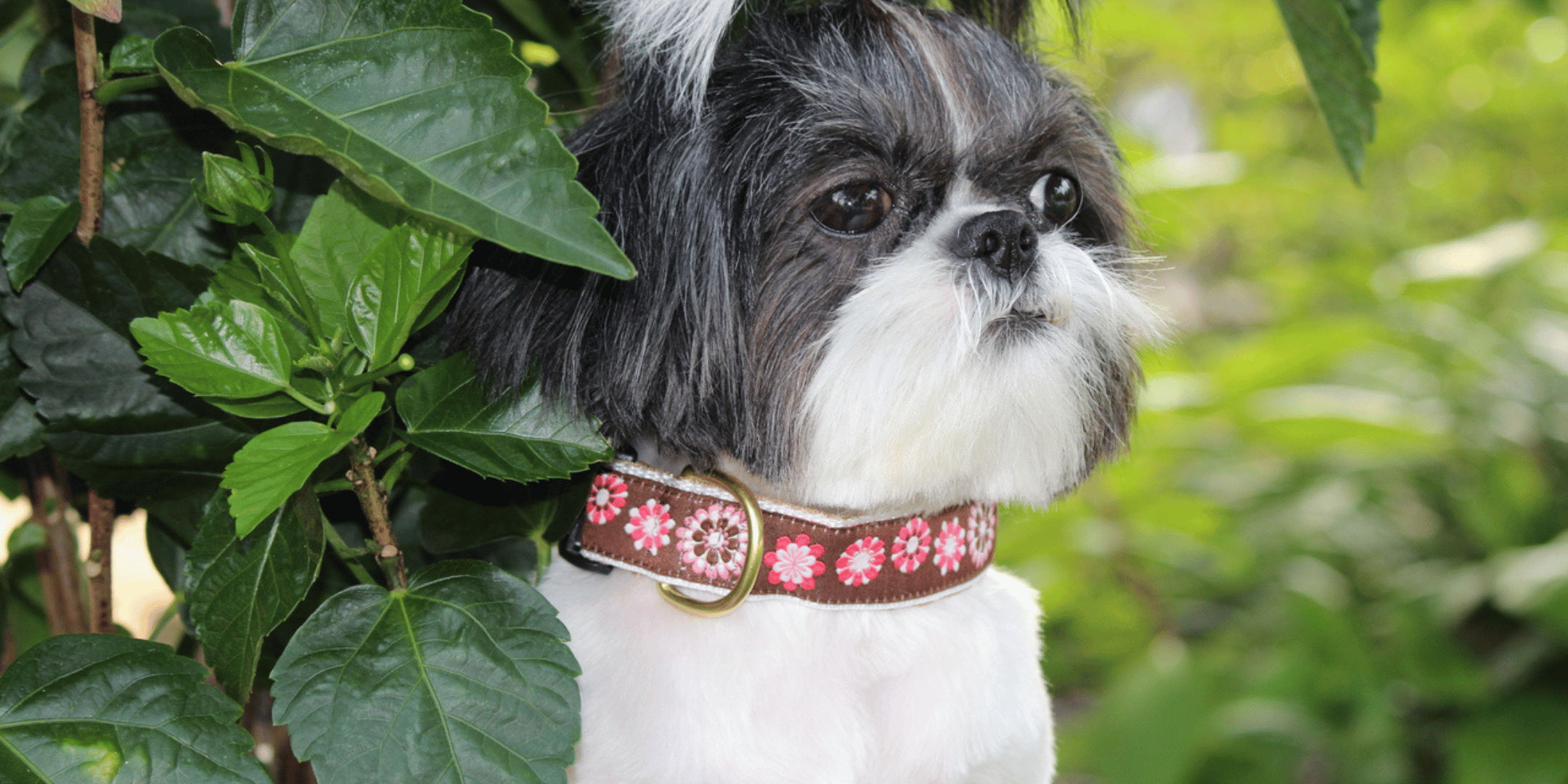 Christian Dior Dog Collar - Pink Pet Accessories, Decor